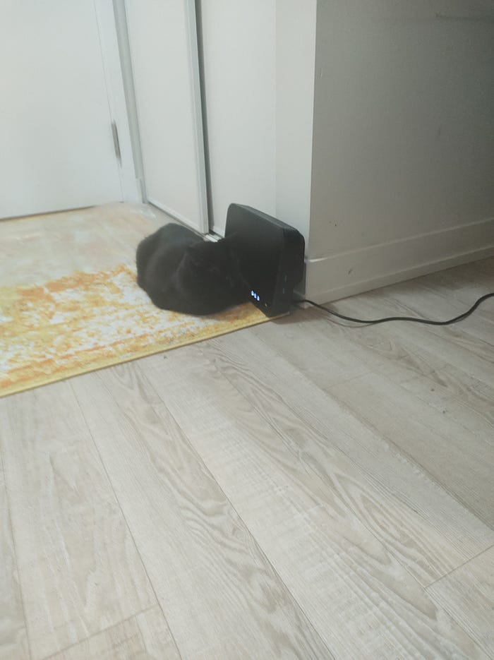 A black cat sitting on a yellow and white area rug listening to a computer modem. Photo Credit — Roxanne Joseph